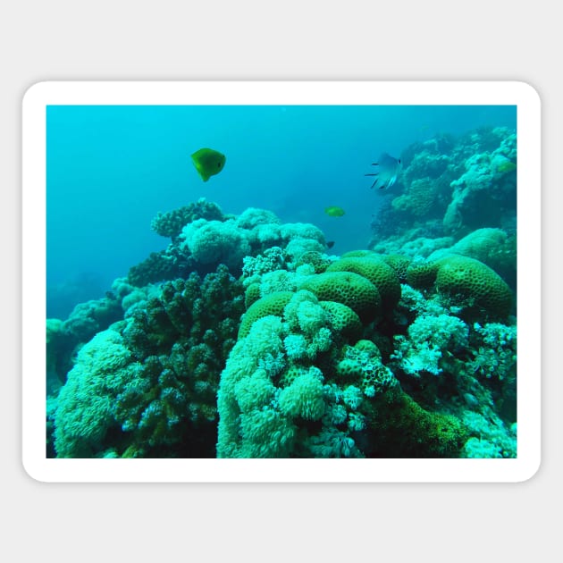 coral reef in the sea Sticker by likbatonboot